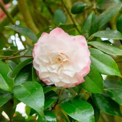 Camélia du Japon Nuccio's Pearl - Fleurs parfaites en plein hiver