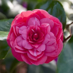 Camélia du Japon Principessa Baciocchi - Fleurit quand tout dort