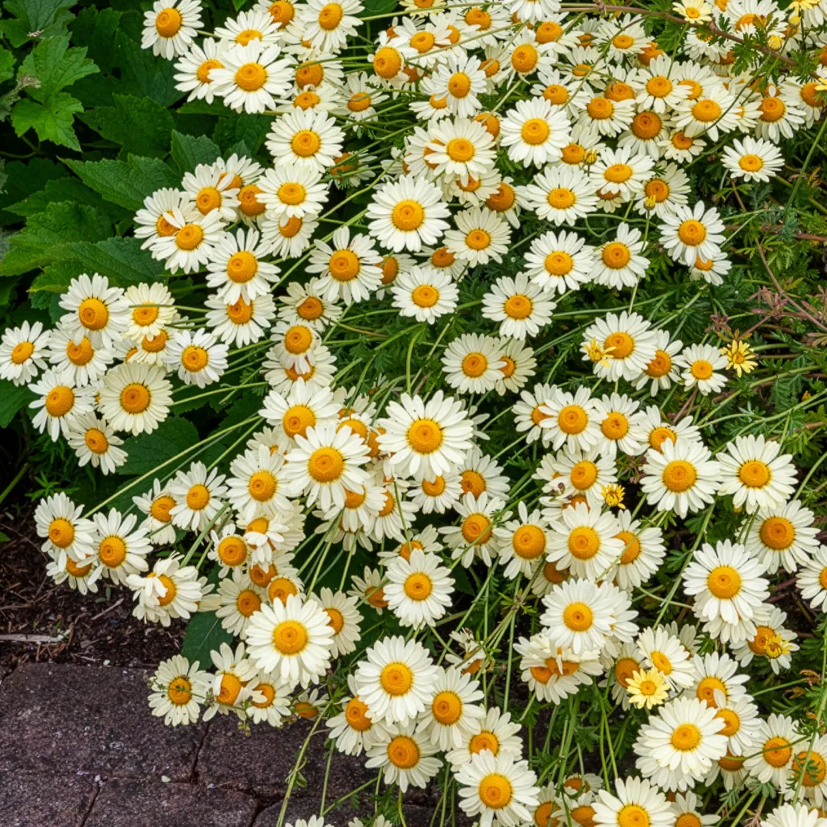 Camomille des teinturiers E.C. Buxton - Fleurs jaunes tout l'été