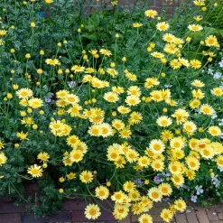 Camomille des teinturiers E.C. Buxton - Fleurs jaunes tout l'été