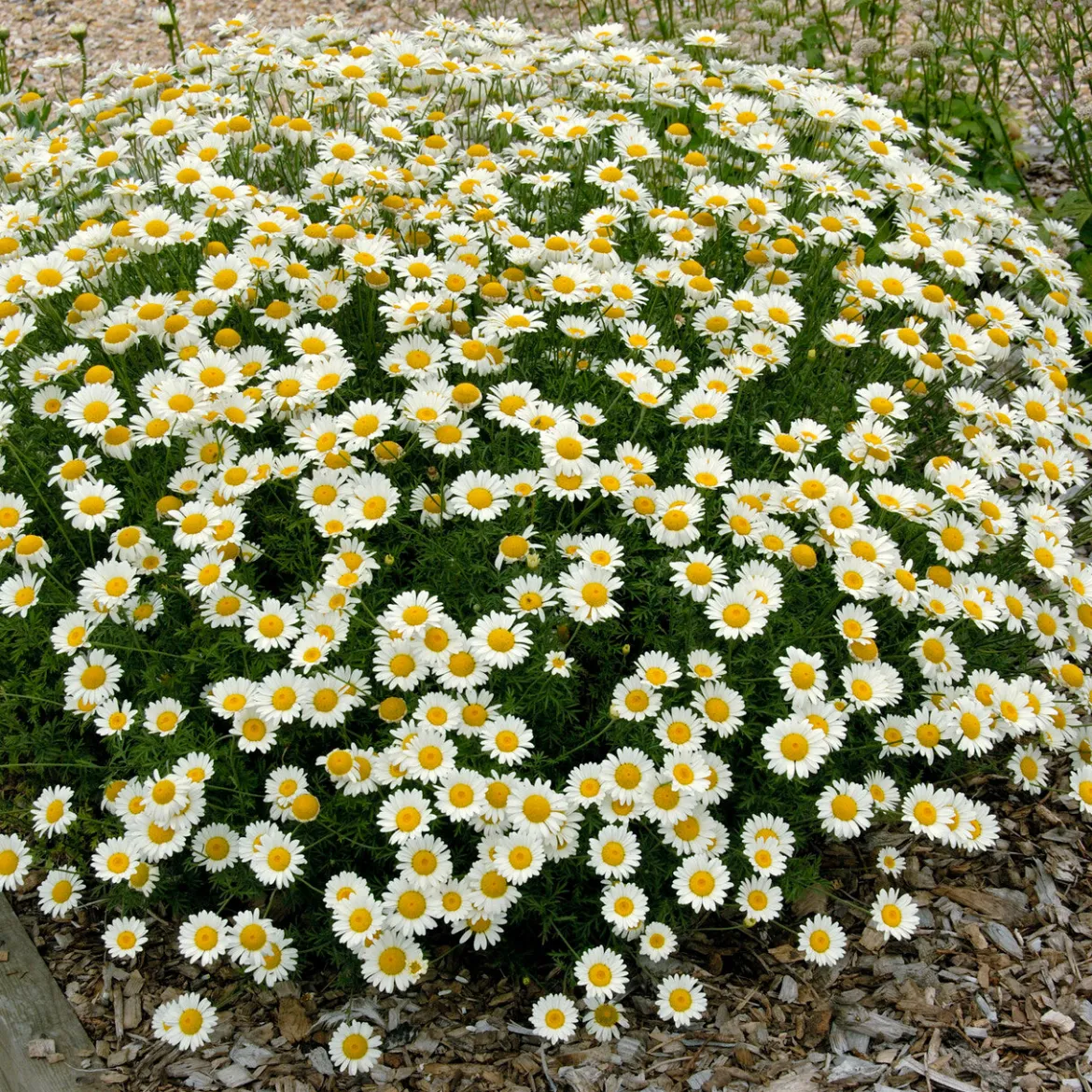 Camomille des teinturiers Sauce Hollandaise - Un tapis de fleurs tout l'été