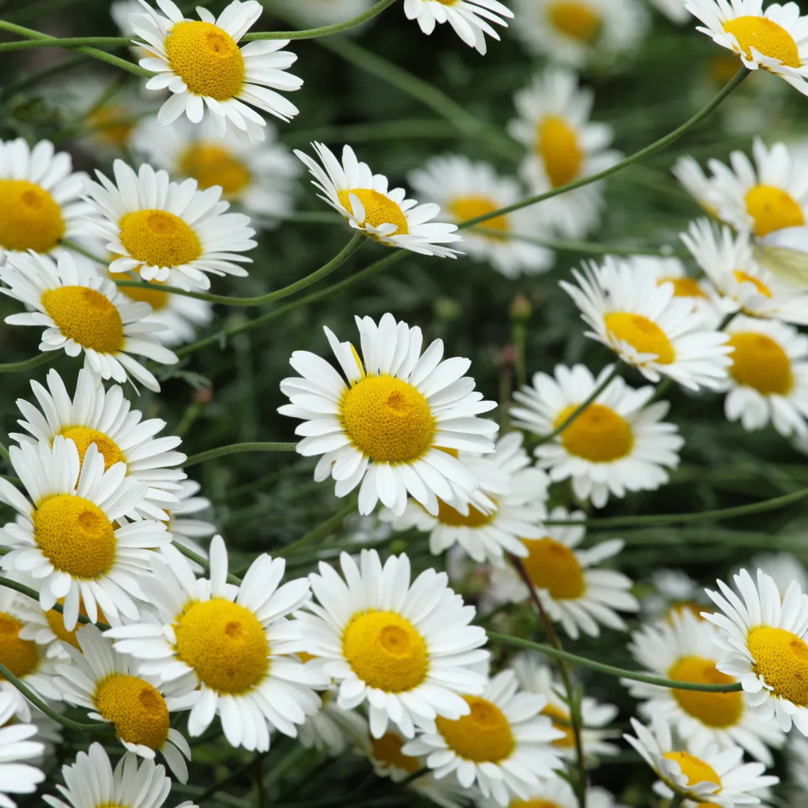 Camomille des teinturiers Sauce Hollandaise - Un tapis de fleurs tout l'été