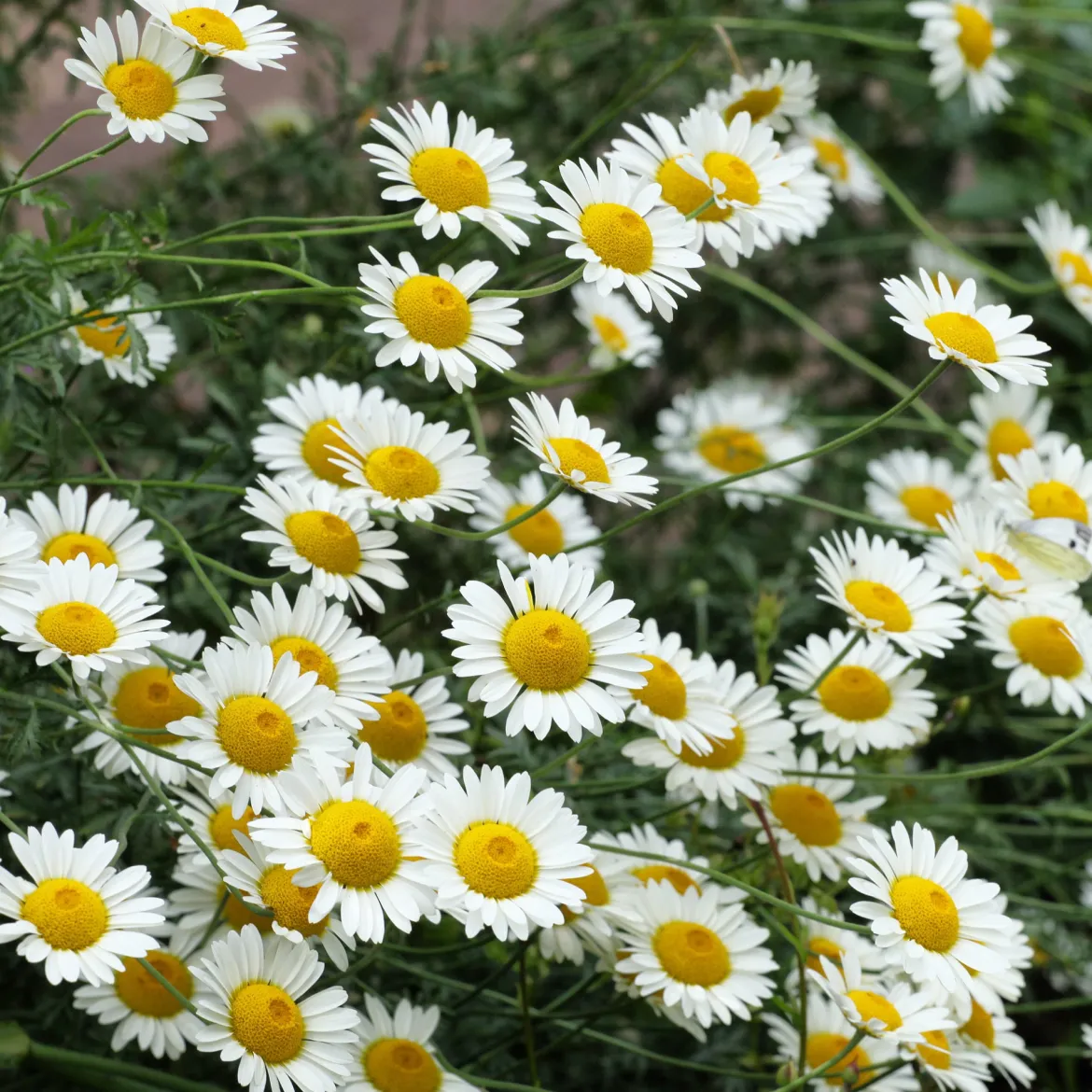 Camomille des teinturiers Sauce Hollandaise - Un tapis de fleurs tout l'été
