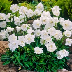 Campanule des Carpates Alba - Tapis de fleurs blanches