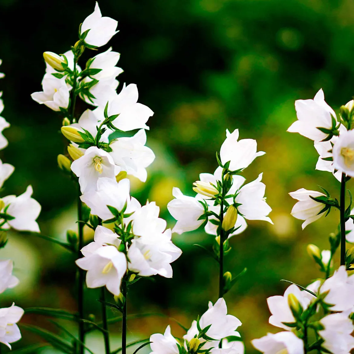 Campanule des Carpates Alba - Tapis de fleurs blanches