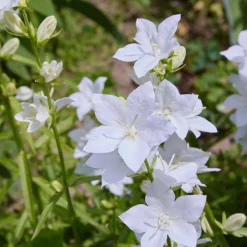 Campanule des Carpates Alba - Tapis de fleurs blanches