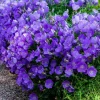 Campanule des Carpates - Un tapis de fleurs sans effort