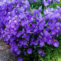 Campanule des Carpates - Un tapis de fleurs sans effort