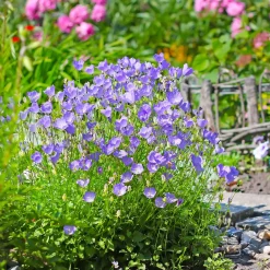 Campanule des Carpates - Un tapis de fleurs sans effort