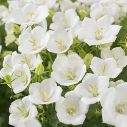 Campanule des Carpates Weisse Clips - Un tapis de fleurs blanches