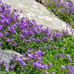 Campanule des murailles - Un tapis fleuri sans effort