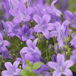 Campanule des murailles - Un tapis fleuri sans effort