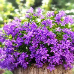 Campanule des murailles - Un tapis fleuri sans effort