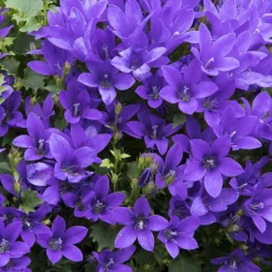 Campanule des murailles - Un tapis fleuri sans effort
