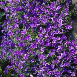 Campanule des murailles - Un tapis fleuri sans effort