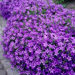 Campanule des murailles - Un tapis fleuri sans effort
