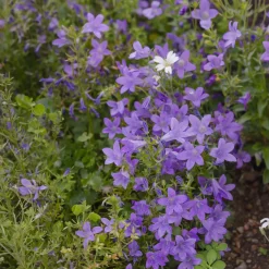 Campanule des murailles - Un tapis fleuri sans effort