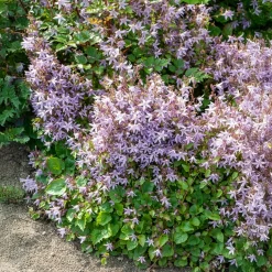 Campanule des murets Lisduggan - Une cascade de fleurs violettes
