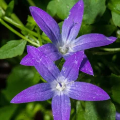 Campanule des murets - Une cascade de fleurs violettes