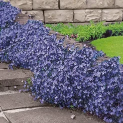 Campanule des murets - Une cascade de fleurs violettes