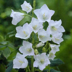 Campanule à feuilles de pêcher Alba - Des clochettes blanches tout l'été