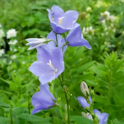 Campanule à feuilles de pêcher - Des clochettes tout l'été