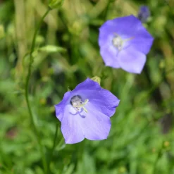 Campanule à feuilles de pêcher - Des clochettes tout l'été