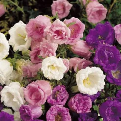 Campanule à grosses fleurs doubles en mélange - Des cloches doubles tout l'été