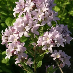 Campanule laiteuse Loddon Anna - Un nuage rose tout l'été