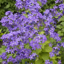 Campanule laiteuse Prichards Variety - Un nuage bleu-violet au jardin