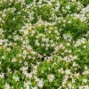 Campanule portens blanc - Un tapis de fleurs blanches