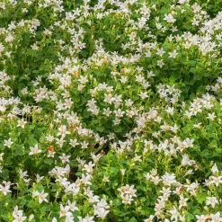 Campanule portens blanc - Un tapis de fleurs blanches