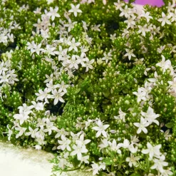 Campanule portens blanc - Un tapis de fleurs blanches