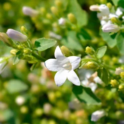 Campanule portens blanc - Un tapis de fleurs blanches