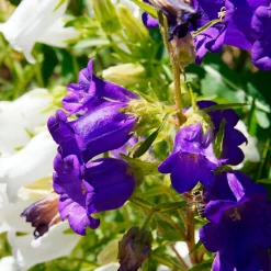 2 Campanules Carillon en mélange - Des clochettes plein le jardin