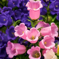 2 Campanules Carillon en mélange - Des clochettes plein le jardin