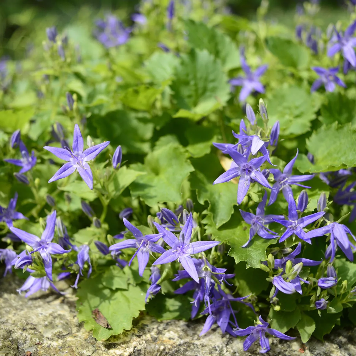Campanule étoilée - Un tapis de fleurs sans effort