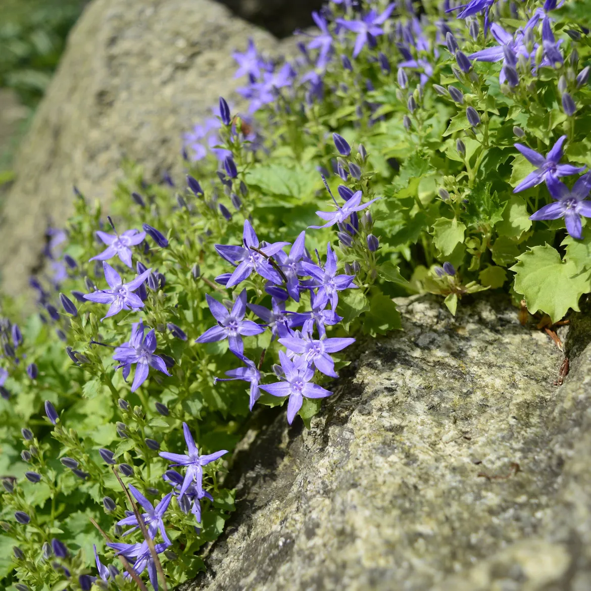 Campanule étoilée - Un tapis de fleurs sans effort