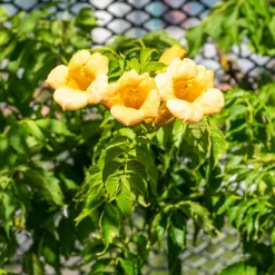 Campsis radicans 'Yellow Trumpet' - Un mur de trompettes jaunes