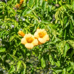 Campsis radicans 'Yellow Trumpet' - Un mur de trompettes jaunes