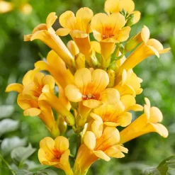 Campsis radicans 'Yellow Trumpet' - Un mur de trompettes jaunes