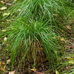 Canche cespiteuse Goldschleier - Un voile doré au jardin