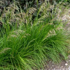 Canche cespiteuse Goldtau - Nuage doré au jardin