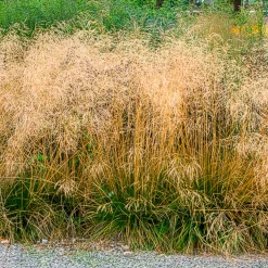 Canche cespiteuse Goldtau - Nuage doré au jardin