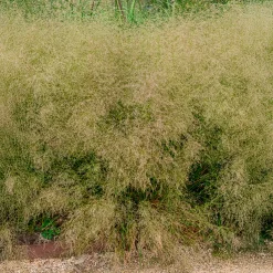 Canche cespiteuse Goldtau - Nuage doré au jardin