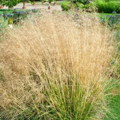 Canche cespiteuse Goldtau - Nuage doré au jardin