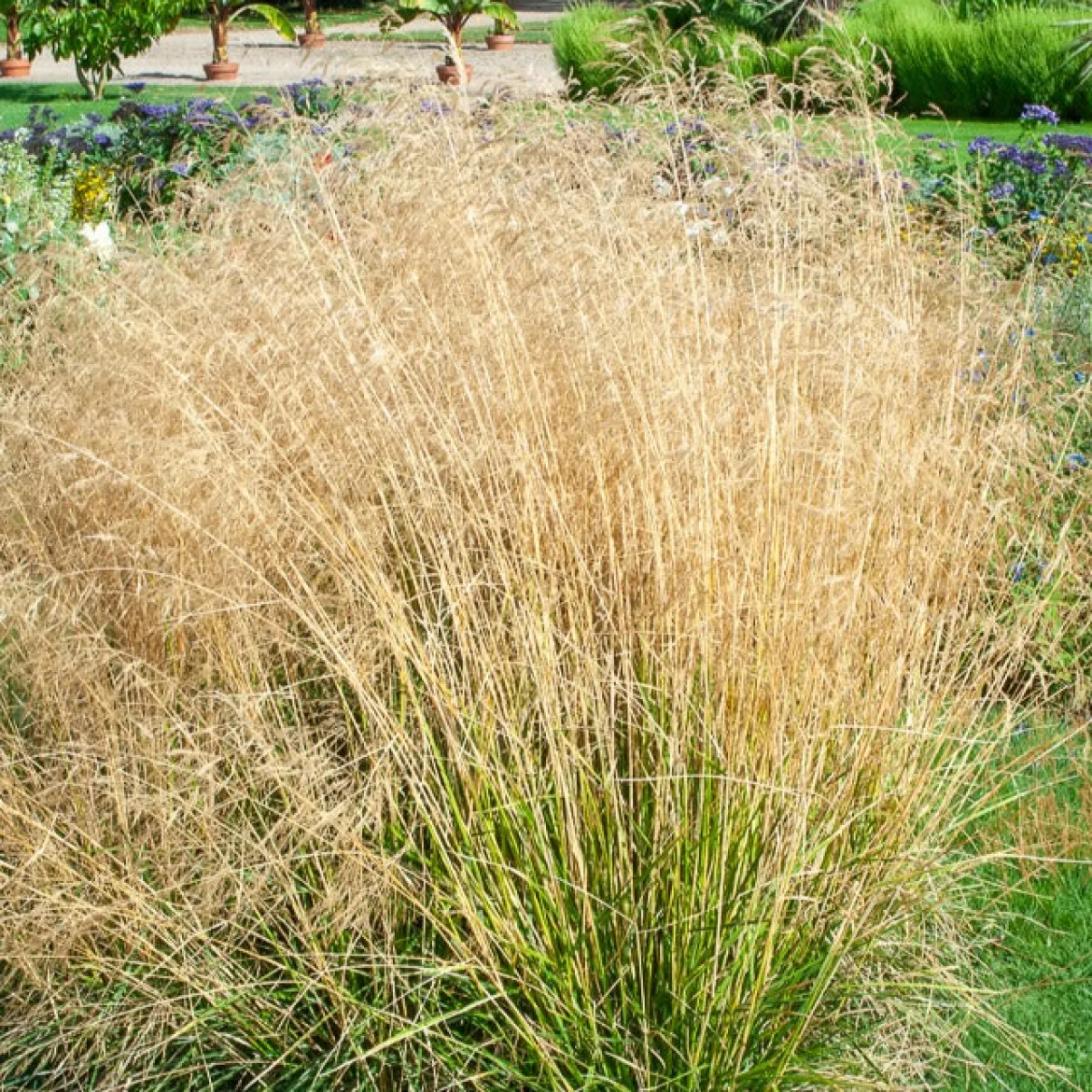 Canche cespiteuse Goldtau - Nuage doré au jardin