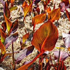 Canna Durban - Un feuillage qui fait le show