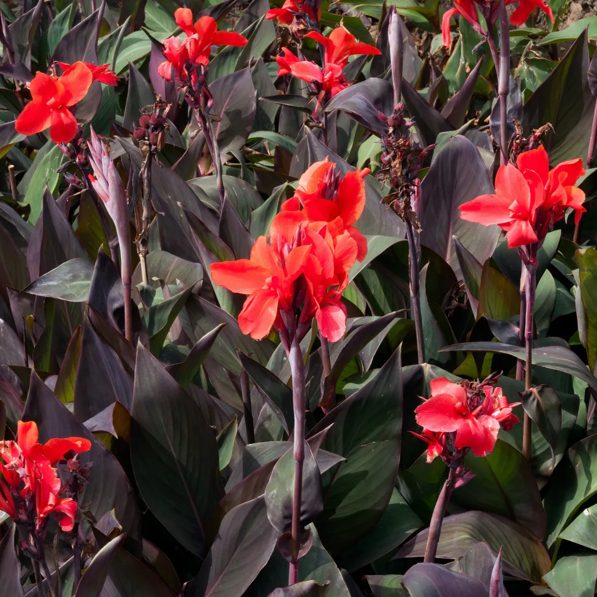 2 Canna Red Futurity - Rouge éclatant tout l'été