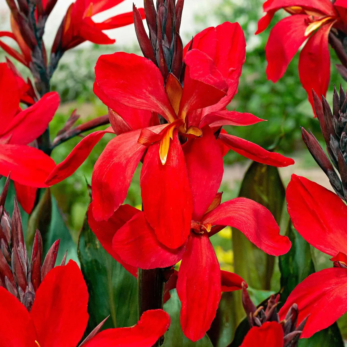 2 Canna Red Futurity - Rouge éclatant tout l'été